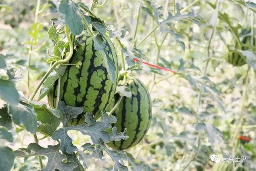 网红瓜可以在哪吃,揭秘各大热门美食聚集地 第3张 网红瓜可以在哪吃,揭秘各大热门美食聚集地 第3张