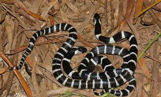 水族毒蛇爆料图视频 第2张 水族毒蛇爆料图视频 第2张